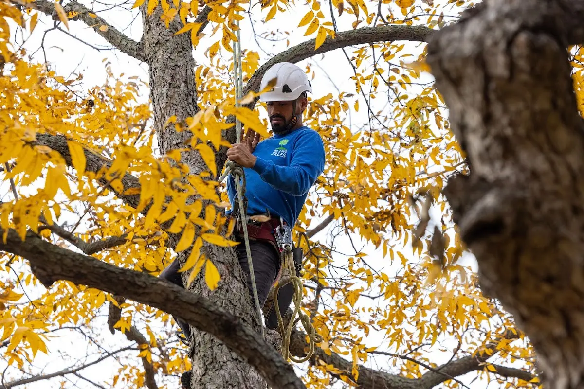 Skilled Tree Transplanting crew working in Fruithurst